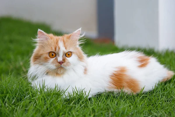 Aranyos Perzsa Macska Egy Zöld Füves Területen Szelektív Fókusz Sekély — Stock Fotó