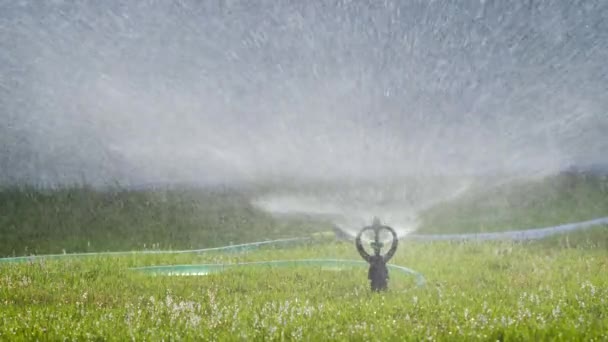洒水者把水泼洒到新鲜的草地上 — 图库视频影像