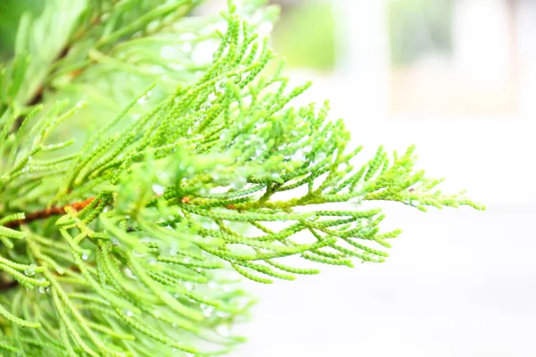 Wassertropfen Auf Natürlichem Grünen Blatt — Stockfoto