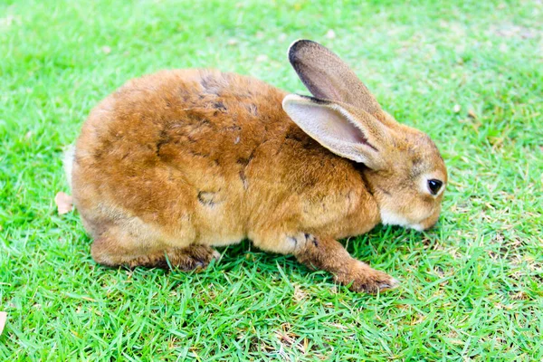 農場の可愛いウサギさん — ストック写真