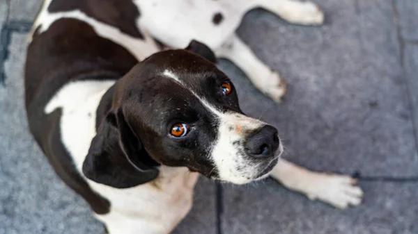 Um cão de jardim cinza-branco olhando para a câmera — Fotografia de Stock