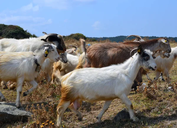 Papatyından oluan tarla. Papatya tarlası.