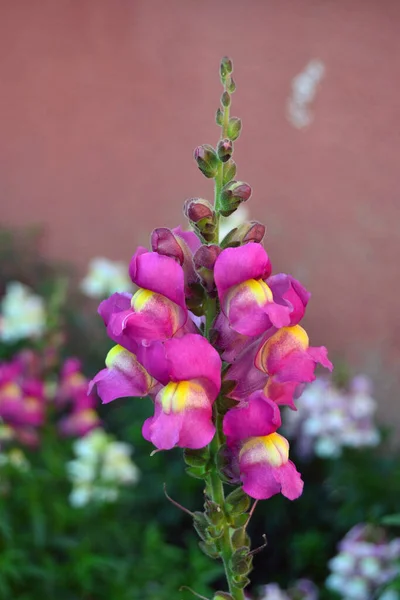 Red Pink Flowers Garden — Stock Photo, Image