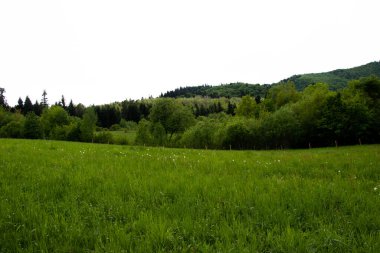 Güzel sarı bahar çiçekleri