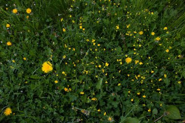 Güzel sarı bahar çiçekleri