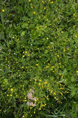 Bahçede güzel bahar çiçekleri