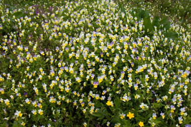 Bahçede güzel bahar çiçekleri