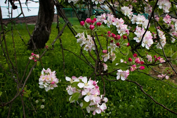 Fantastiska Äppelträd Blommor — Stockfoto