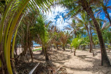 Sahildeki Palm Grove 'da deniz kenarında.