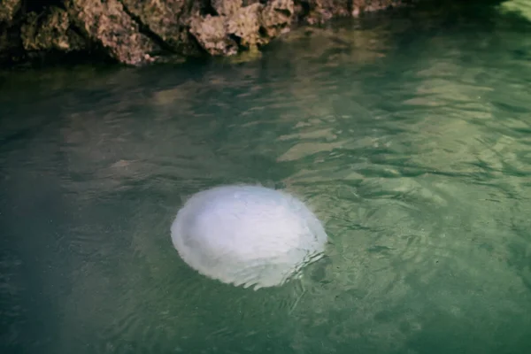 Large Jellyfish Swims Sea Water Rocks — Stock Photo, Image