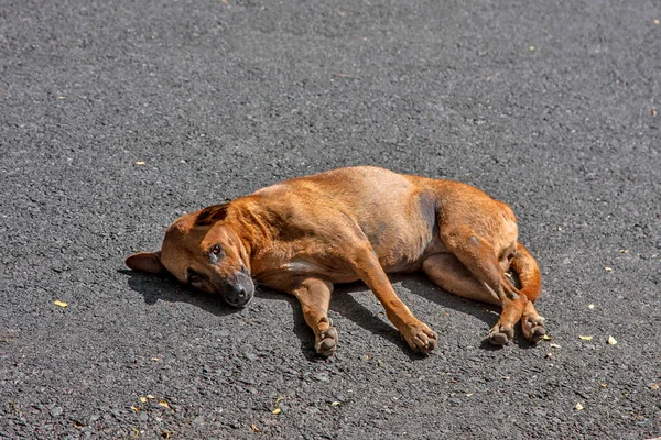 Köpek Yolda Yatıyor — Stok fotoğraf