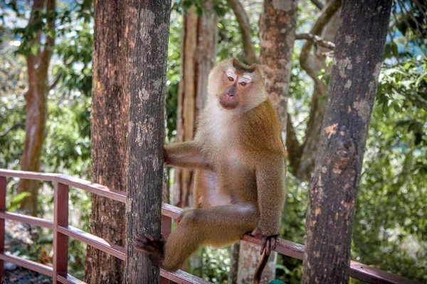 Monyet Cantik Alam Liar — Stok Foto