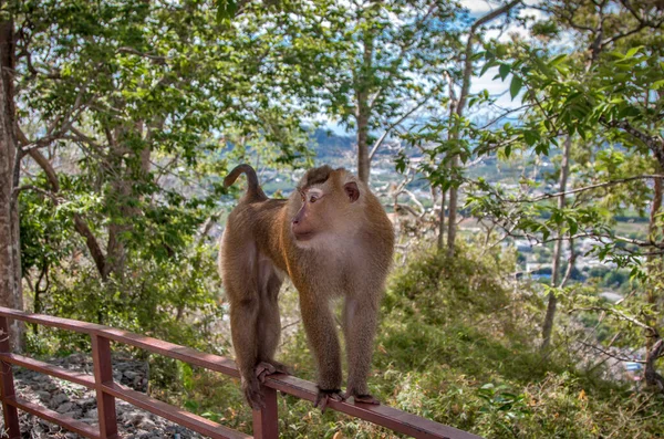 Monyet Cantik Alam Liar — Stok Foto