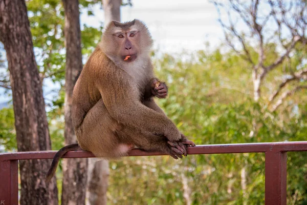 Beautiful Monkey Wild — Stock Photo, Image