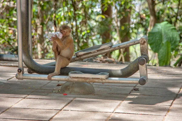 Beautiful Monkey Wild — Stock Photo, Image