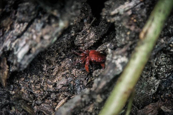 泰国丛林里的森林蟹 — 图库照片