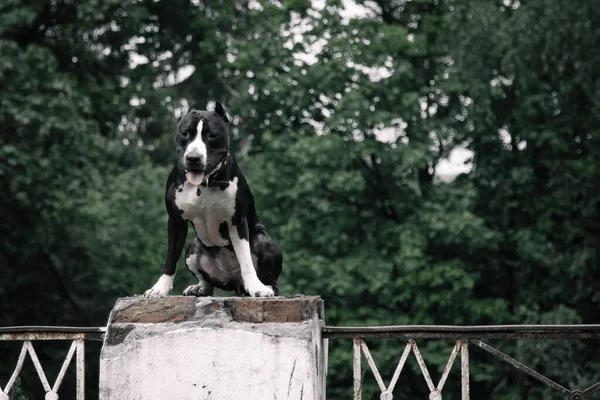 Köpek yeşil orman ağaçlarının arka planında oturur.