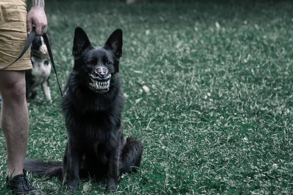 Çimlerin Üzerinde Korkunç Siyah Köpek — Stok fotoğraf