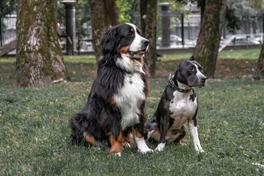 Parktaki açıklıkta iki köpek oturuyor.