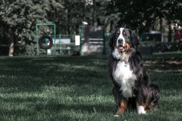 Güzel Büyük Köpek Parktaki Bir Çayırda Oturuyor — Stok fotoğraf