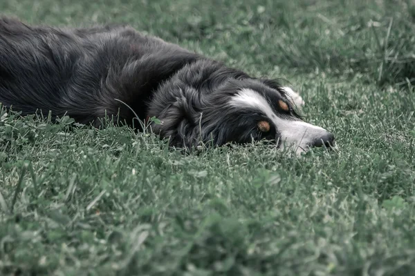 Parktaki Çayırda Güzel Büyük Bir Köpek — Stok fotoğraf