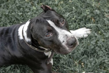 Güzel siyah beyaz bir köpeğin portresi.