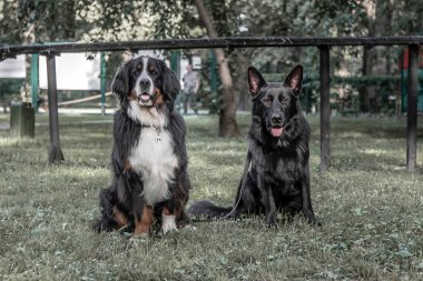 İki büyük köpek çimlerin üzerinde oturuyor.