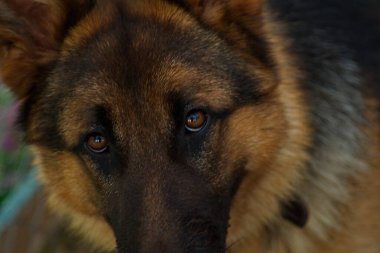 Doğu Avrupa Çoban Köpeği 'nin 6 aylık bir yavrusu..