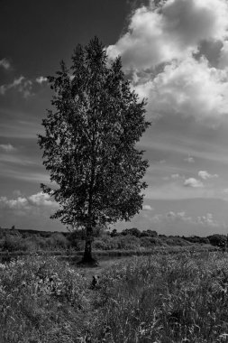 Nehir kıyısında yapayalnız huş ağacı.