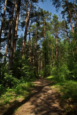 Lokhin adasındaki orman yolu..
