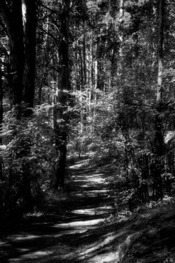 Lokhin adasındaki orman yolu..