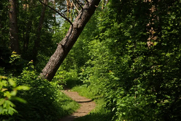 Waldweg Naturschutzgebiet Insel Lokhin — Stockfoto