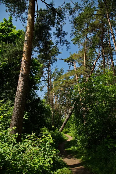 Lokhin保留地的森林路径 — 图库照片