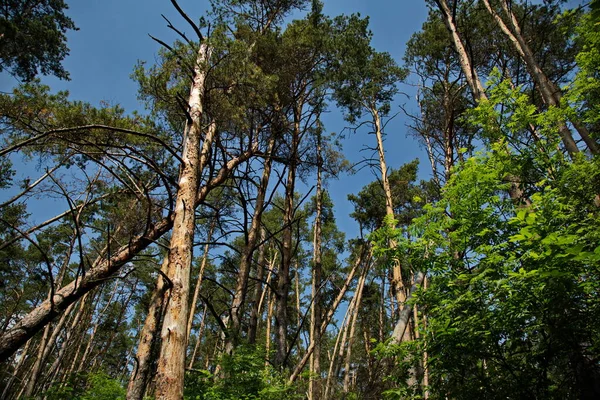 Árvores Derrubadas Uma Floresta Pinheiro — Fotografia de Stock