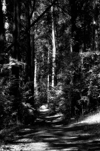 保護区の森の道 ロッキン島 — ストック写真