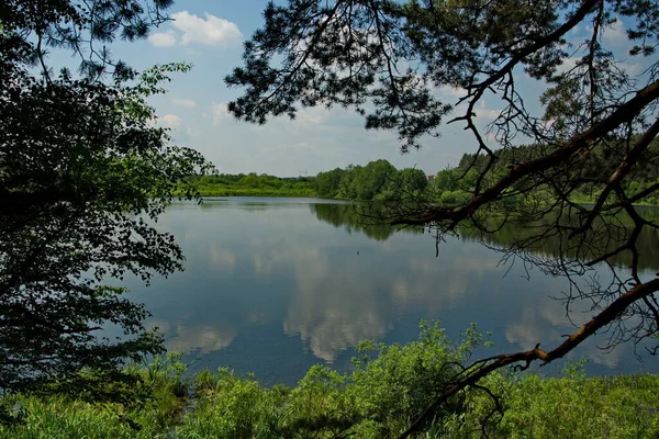 Forest Lake Deaf Pit Summer Sunny Day — Stock Photo, Image