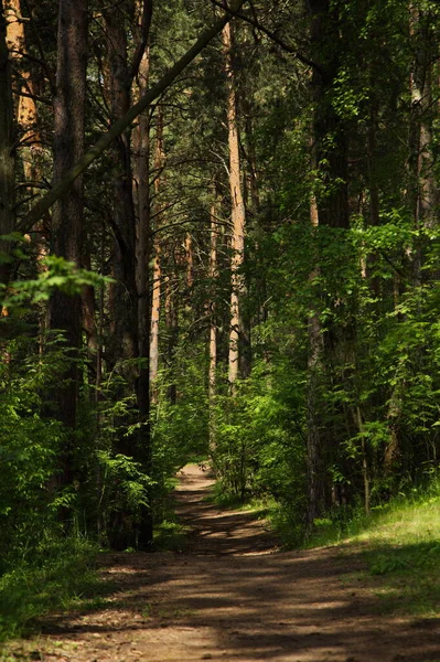 Sentier Forestier Dans Réserve Lokhin Île — Photo