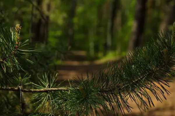 Ormanın Arka Planında Çam Dalları — Stok fotoğraf
