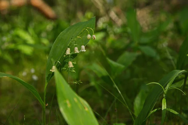 Lys Vallée Dans Forêt Printemps — Photo