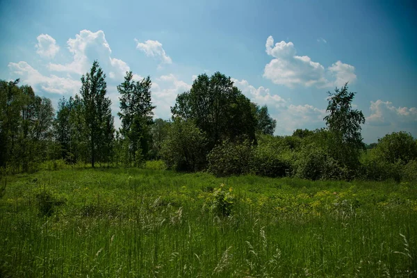 Лесной Пейзаж Центральной Части России — стоковое фото