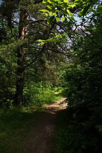 Waldweg Naturschutzgebiet Insel Lokhin — Stockfoto