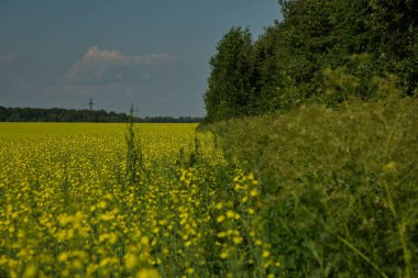 Tarım arazisinde yonca mahsulleri.