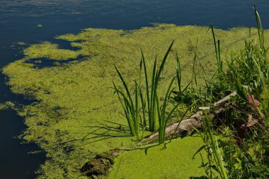Rusya 'nın Moskova bölgesindeki Ubor köyünün yakınlarındaki yaz manzaraları.