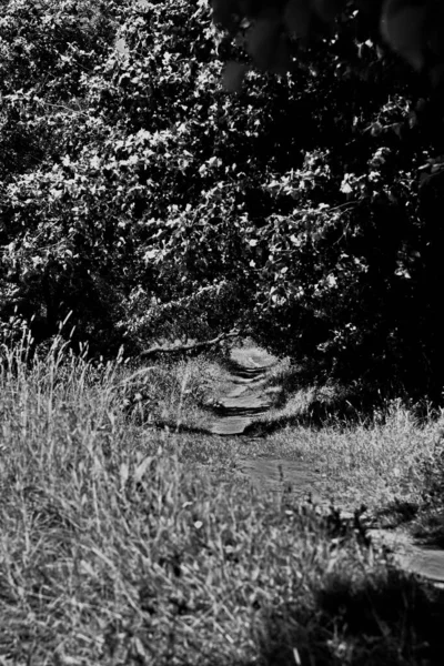 Waldwege Rund Das Dorf Ubor — Stockfoto