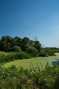 Rusya 'nın Moskova bölgesindeki Ubor köyünün yakınlarındaki yaz manzaraları.