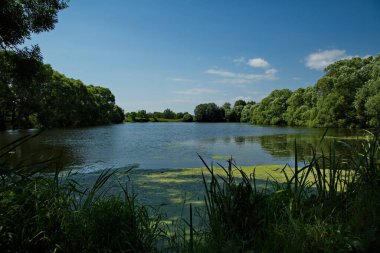Rusya 'nın Moskova bölgesindeki Ubor köyünün yakınlarındaki yaz manzaraları.