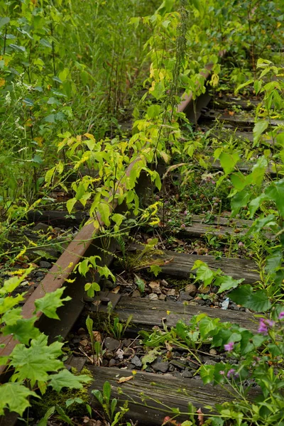 Övergiven Järnväg Den Ryska Skogen — Stockfoto