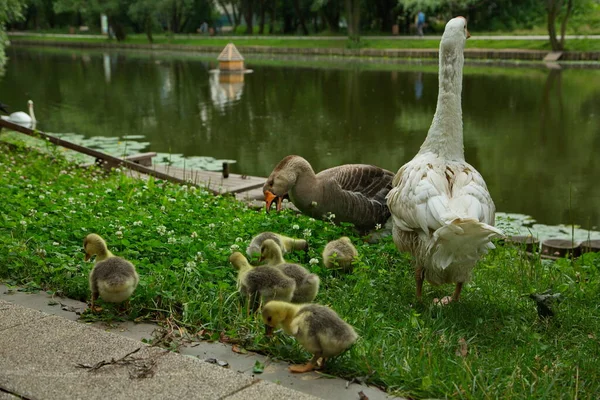 Gänse Mit Kükenbrut Auf Einem Teich Stadtpark — Stockfoto