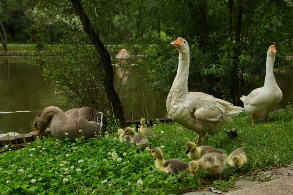 在城市公园的池塘里放着一群小鸡的鹅 — 图库照片