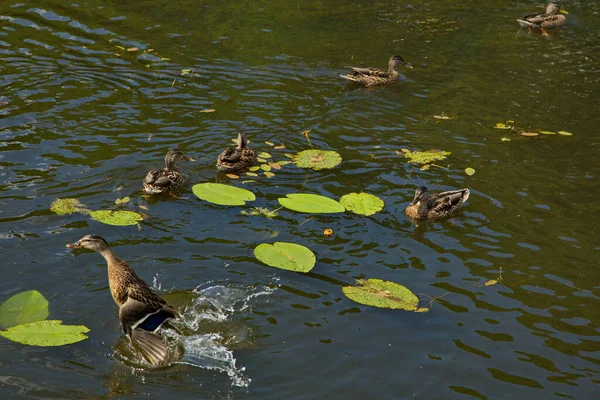 Vvedenskoye湖水上的鸭子 — 图库照片